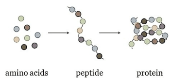 αμινοξέα πεπτιδια πρωτείνες