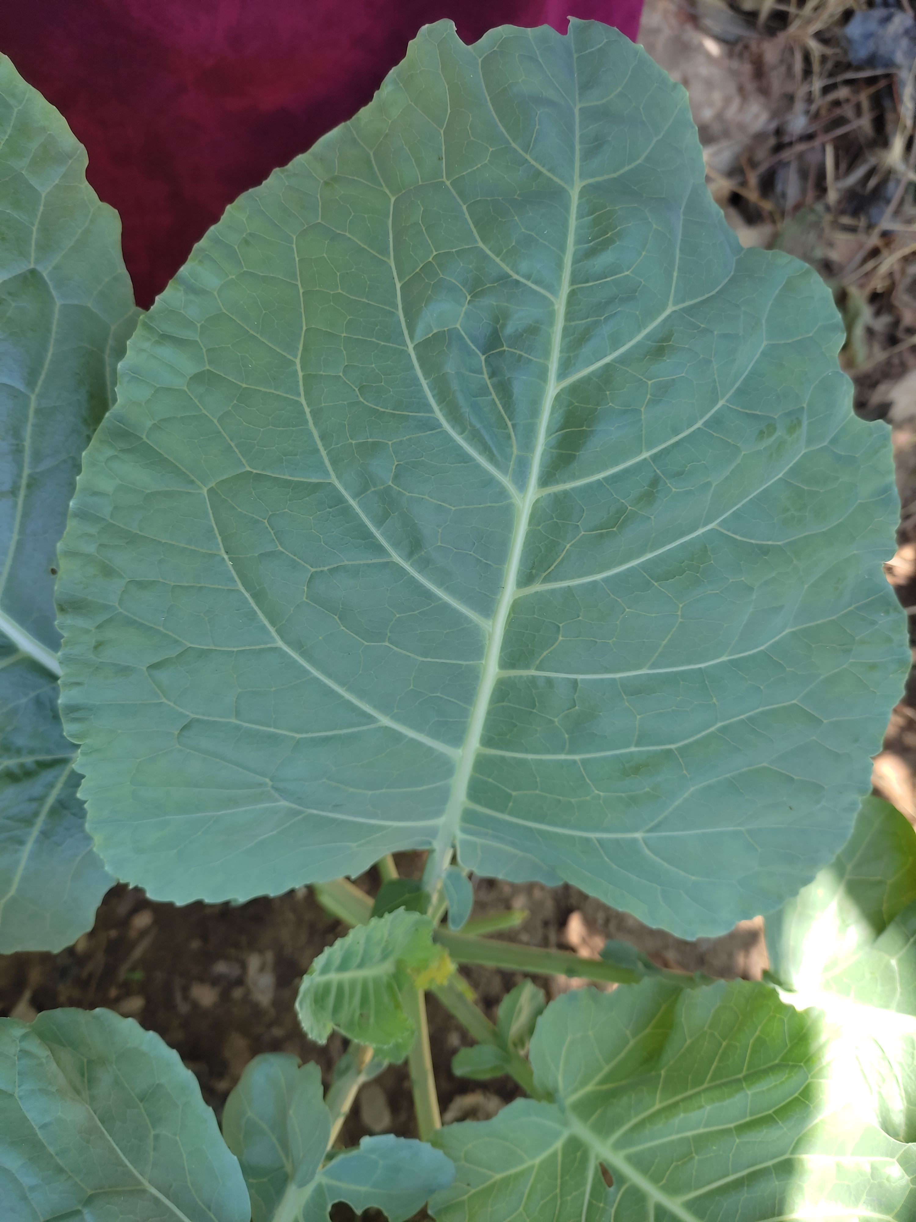 Μαυρα λάχανα